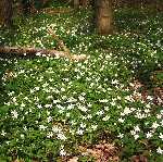 wood anemone